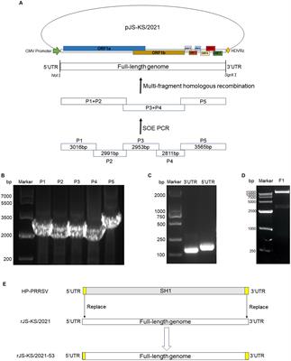 Development and biological characterization of an infectious cDNA clone of NADC34-like PRRSV